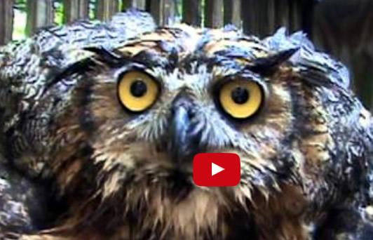 Great Horned Owl – Monteen McCord introduces Frances